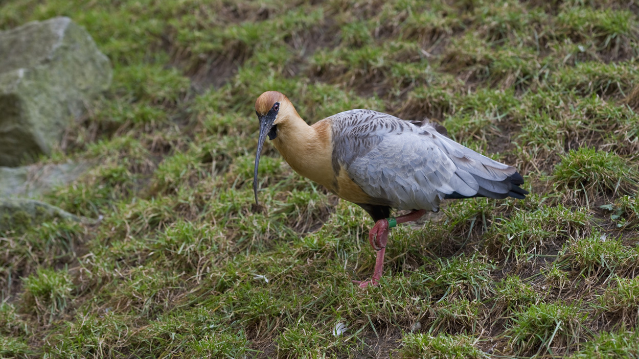 Ibis šedokřídlý-Theristicus melanopis