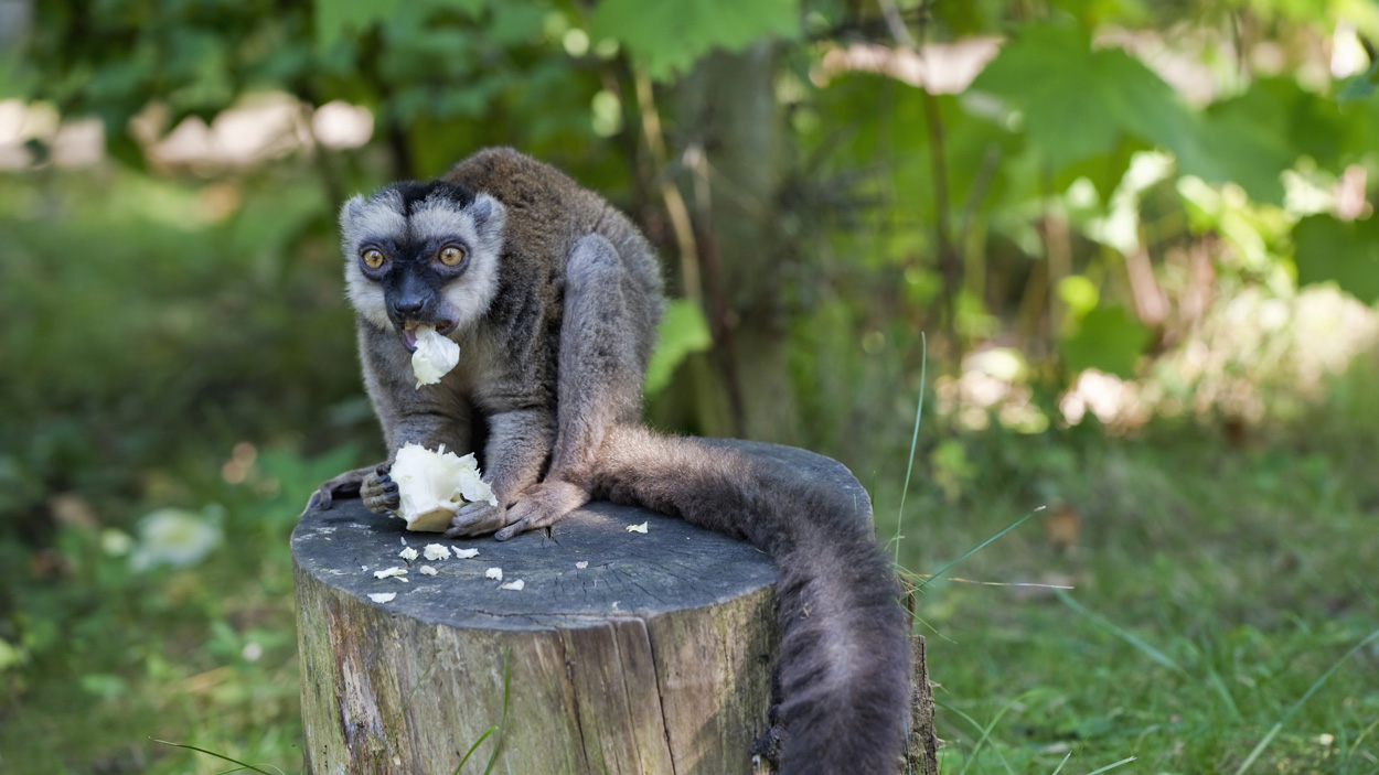 Lemur běločelý-Eulemur albifrons