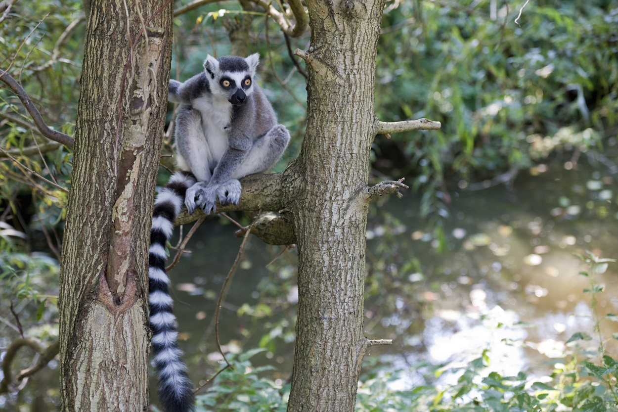 Lemur kata-Lemur catta